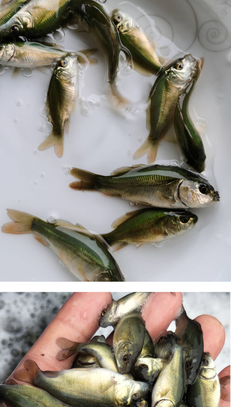 不二臣裸鲤鱼苗裸斑鱼无甲鲤鱼活体鱼苗淡水养殖食用鱼好养耐活鱼小鱼
