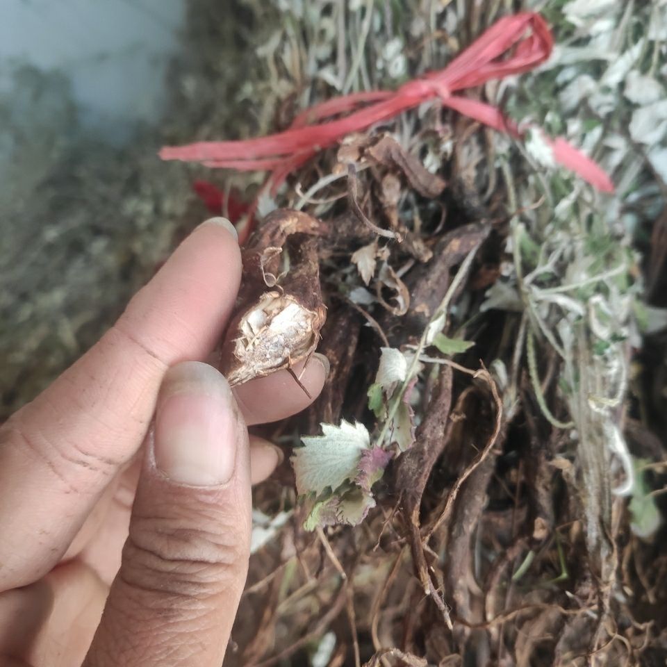 翻白草干货整颗带根中药材翻白草100克试用