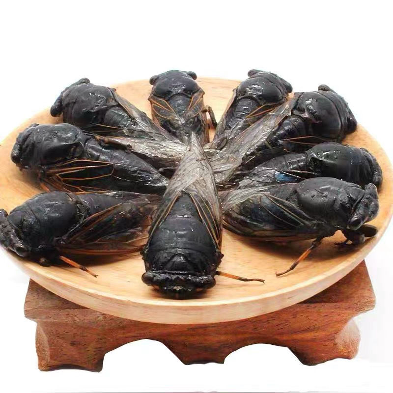 伟博蒙山新鲜黑蝉金蝉蜕变后老知了黑知了 生鲜运输 500克