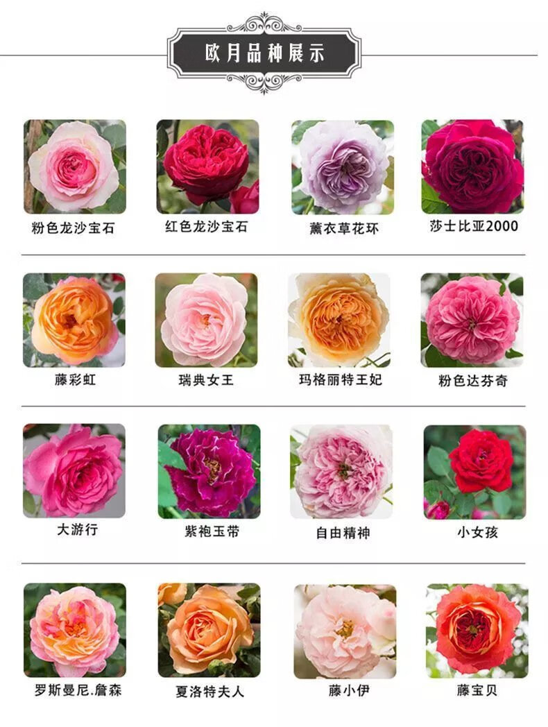 13，薔薇花苗藤本月季特大花樹庭院爬藤植物陽台花卉玫瑰盆栽四季開花 自由精神 四季開花 大花 濃香 小苗高度10-15厘米高營養鉢苗