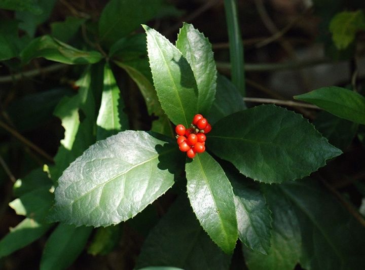 野生現挖草珊瑚苗接骨蓮金粟蘭腫節風九節茶滿山香全株入藥 3棵【圖片