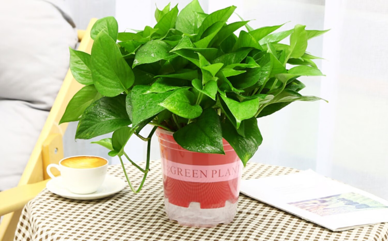 绿萝盆栽室内植物花卉新房家用吸除甲醛绿植水培长藤垂吊大叶绿箩 120