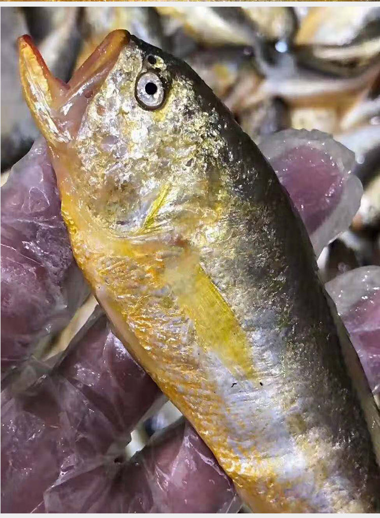 沢素湾梅童鱼野生海捕梅子鱼沙中鱼大头宝东海黄海黄梅丁海鲜水产三斤