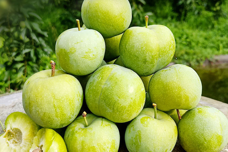 青脆李子红脆李江安李孕妇新鲜 青脆李5斤大果