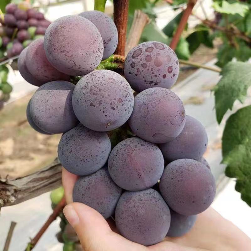 大粒巨峰新鲜藤引葡萄新鲜葡萄孕婴水果现摘东北2斤