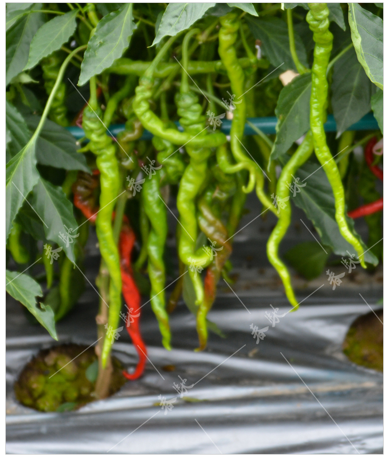 京丰 改良航椒4号细线椒种子 首椒224 螺丝线椒 早熟辣椒种籽 杭椒 首
