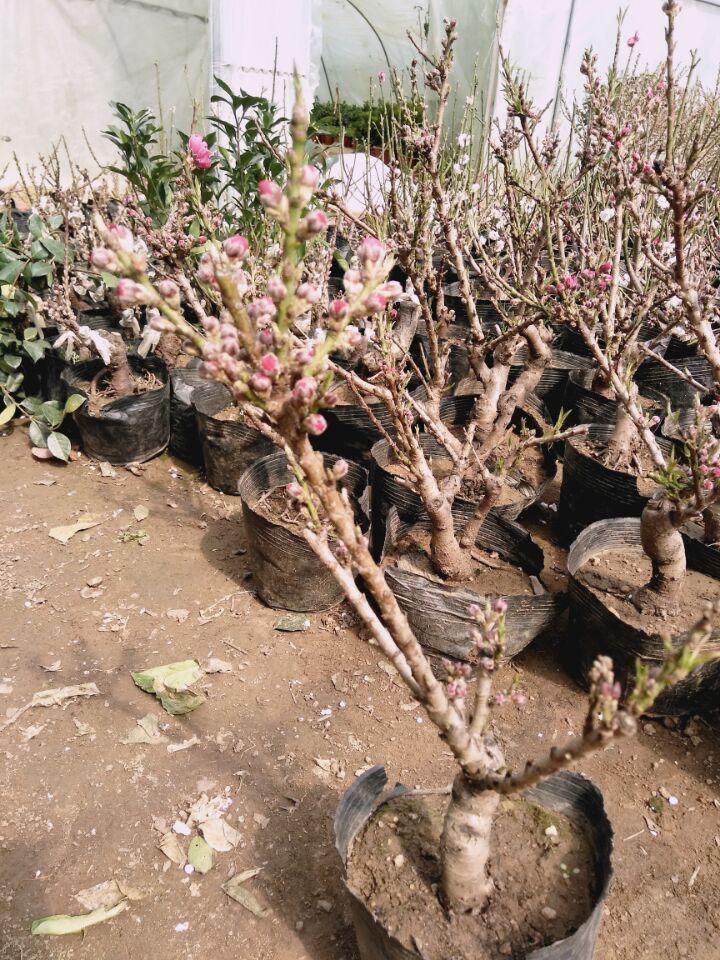 观赏桃花寿星桃苗重瓣桃花寿心桃盆栽盆景桃树苗 耐寒植物 造型9年苗