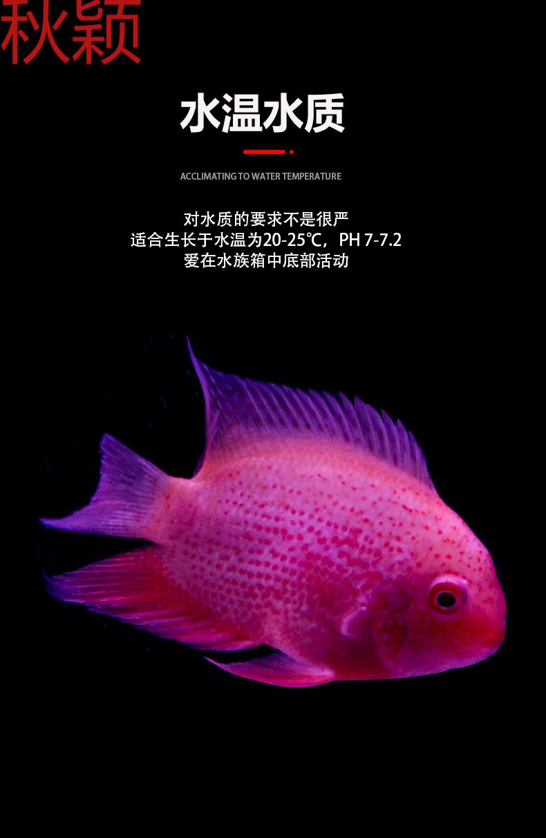 淡水噴點紅金菠蘿魚活體鸚鵡魚活物慈鯛魚九間七彩神仙810cm菠蘿魚3條