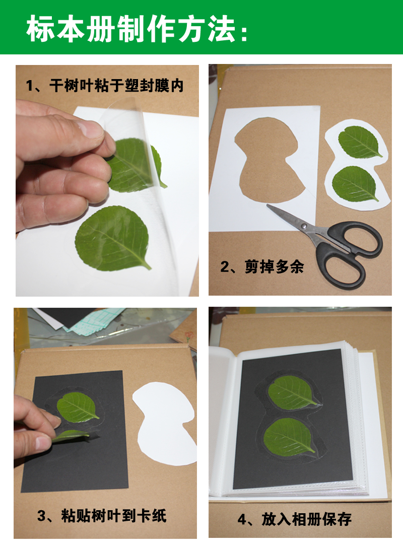 嘉栎树叶标本册植物风景画收集干花diy手工制作创意diy标本夹植物标本
