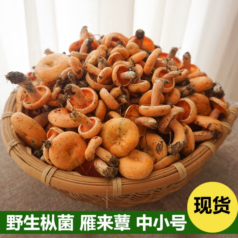 现货野生菌新鲜野生蘑菇枞菌寒菌三九菇松树菇雁来蕈雁鹅菌500g中小号