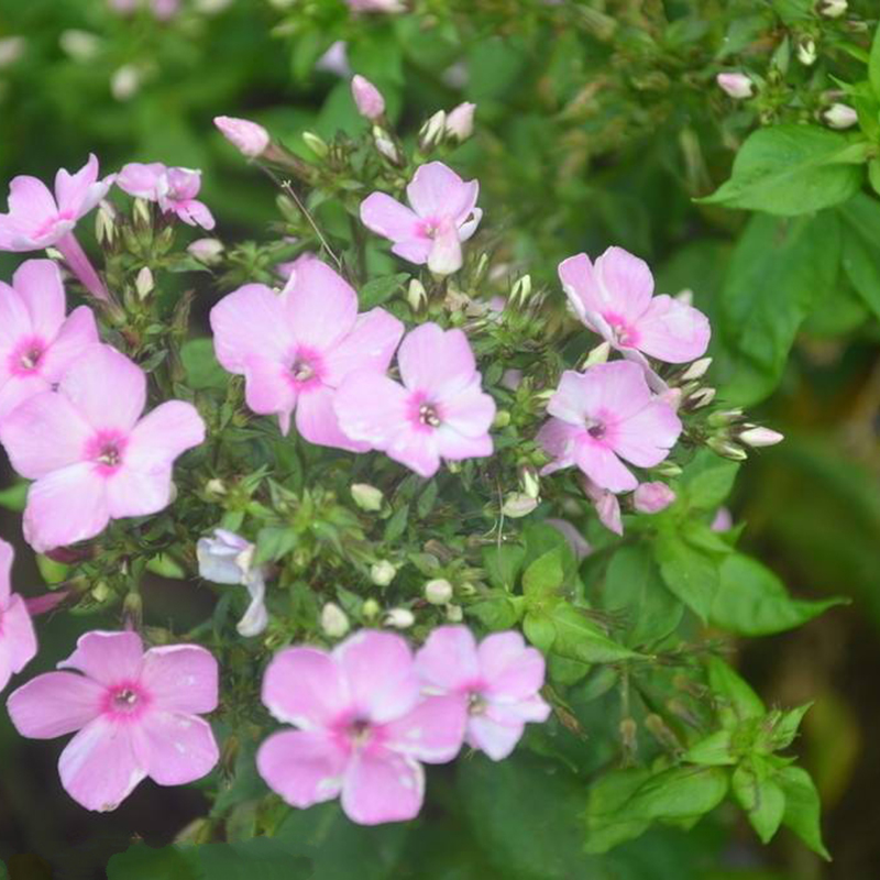 中夢美女櫻花種子四季易種植的室內陽臺盆栽美女櫻種子垂吊花卉種子