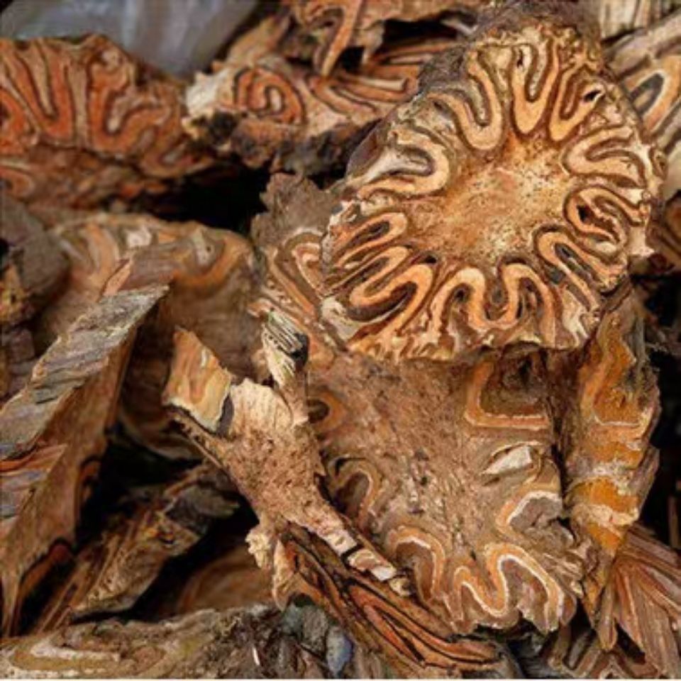 【官方旗舰】龙骨风50g1000g中药材新货桫椤飞天擒罗