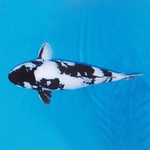 纯种锦鲤白写锦鲤鱼苗观赏鱼冷水淡水鱼渔苗活体浓墨白写8到10厘米一