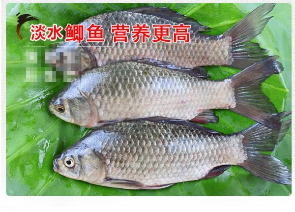 淡水湖生態鯽魚鮮活現殺土鯽魚1斤大鯽魚每斤36條