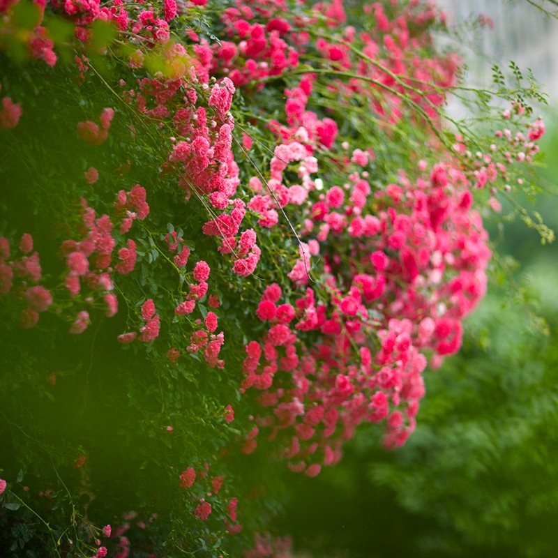 带花苞红罗莎莉无刺蔷薇月季爬藤植物庭院攀援垂吊花卉藤蔓植物盆栽