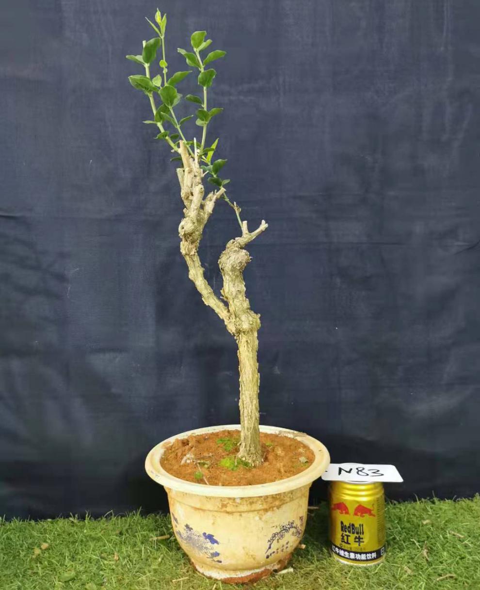 茉莉花老桩老根独杆双杆盆景重瓣阳台老树横县盆栽 n83 不含盆【图片