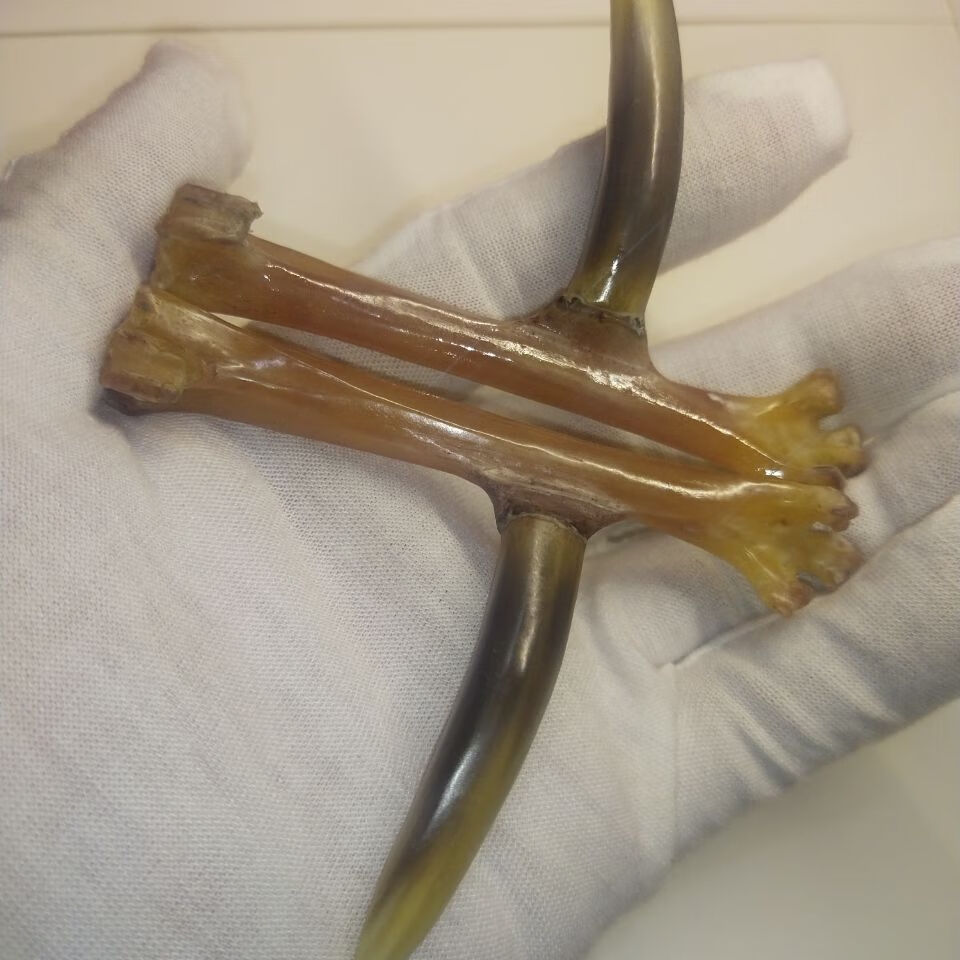 鸡爪骨文玩 鸡蹬子农村散养老公鸡爪骨5-8公分老蹬子文玩把件sn6859