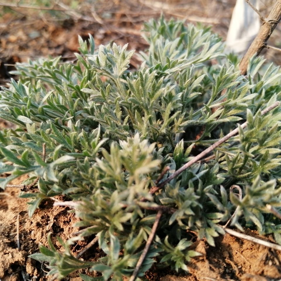 偉博極2022鮮茵陳新鮮茵陳野菜茵陳茶茵陳草茵陳蒿現挖20棵帶根帶土