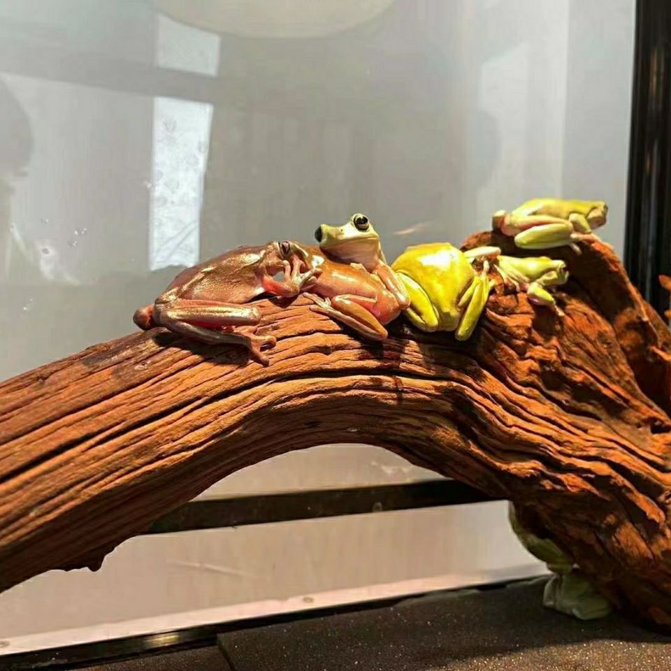 老爷树蛙活体姥爷树蛙澳洲蓝老爷绿老爷牛奶树蛙莫斯雨林造景 2-3树蛙