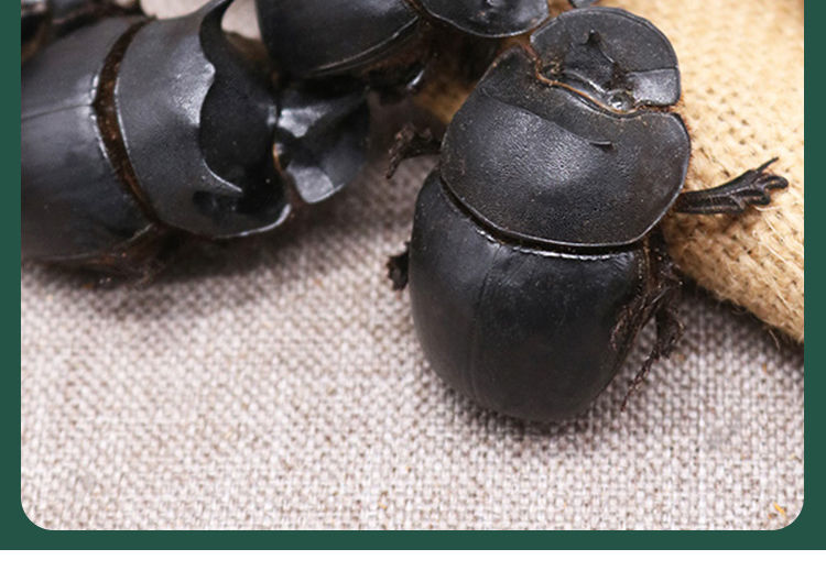 【官方旗舰】清水无盐蜣螂虫推屎虫推粪虫公仔清水无盐 可磨细粉 500