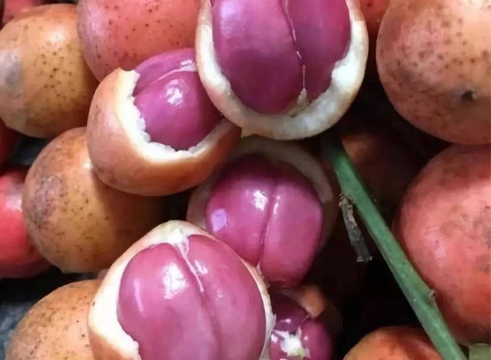 悠妃三丫果木奶果稀有罕见水果云南野生山果酸甜 一斤尝鲜【图片 价格