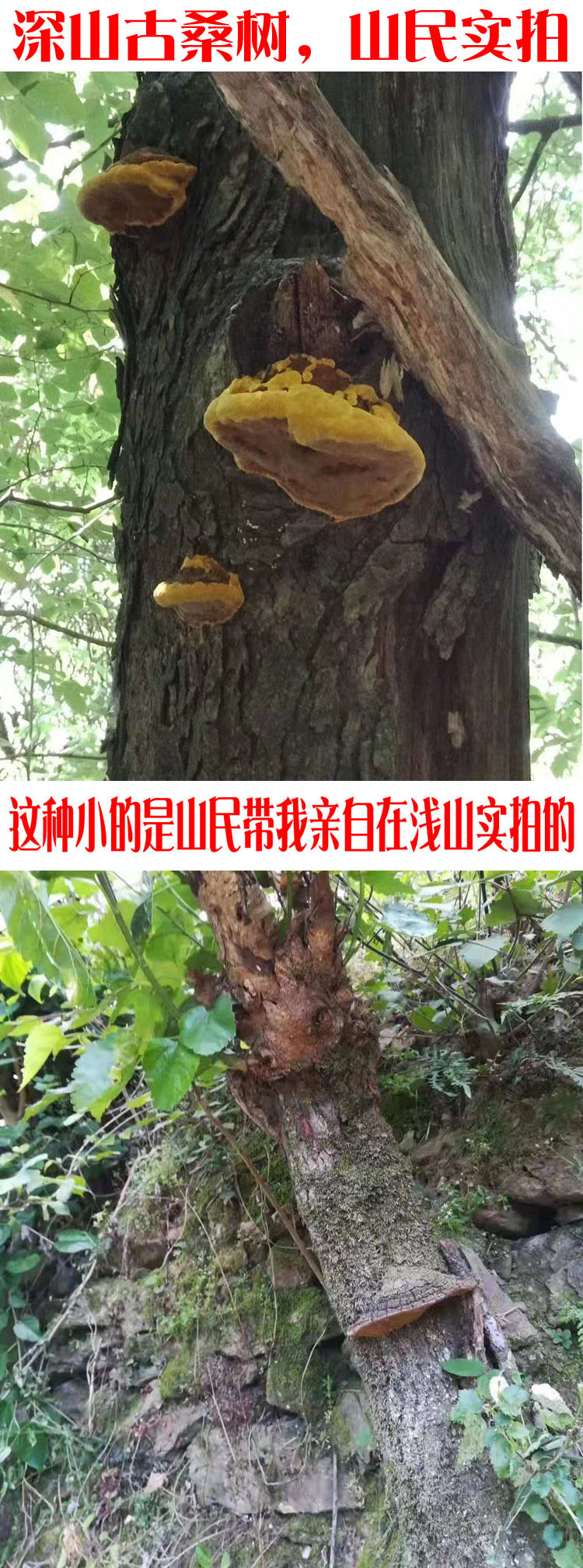 有仁堂秦岭特级桑树桑黄灵芝正宗西藏金边桑黄半斤桑黄茶250克益补方