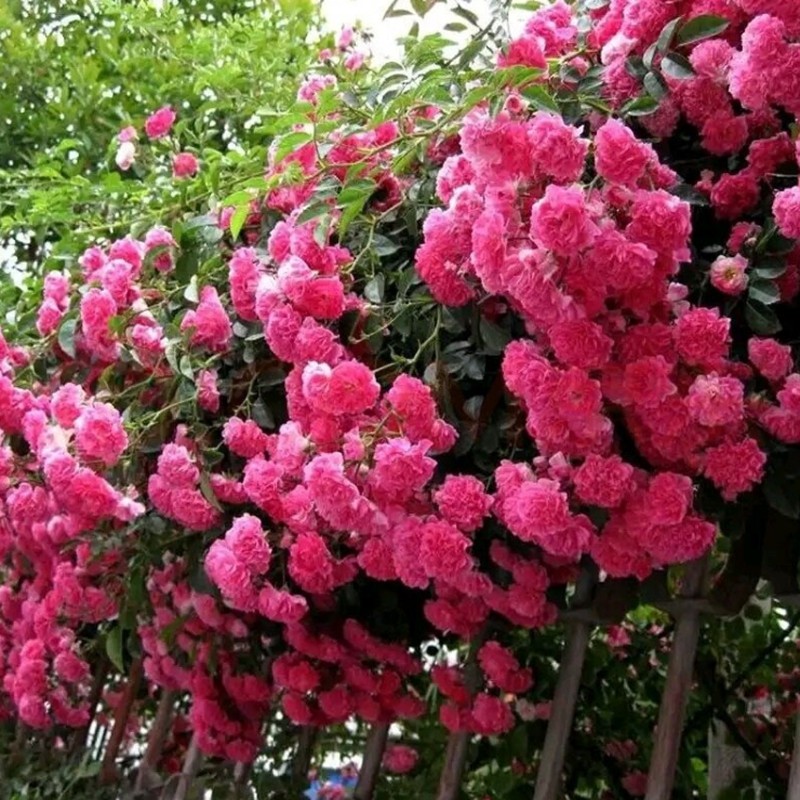 带花苞红罗莎莉无刺蔷薇月季爬藤植物庭院攀援垂吊花卉藤蔓植物盆栽