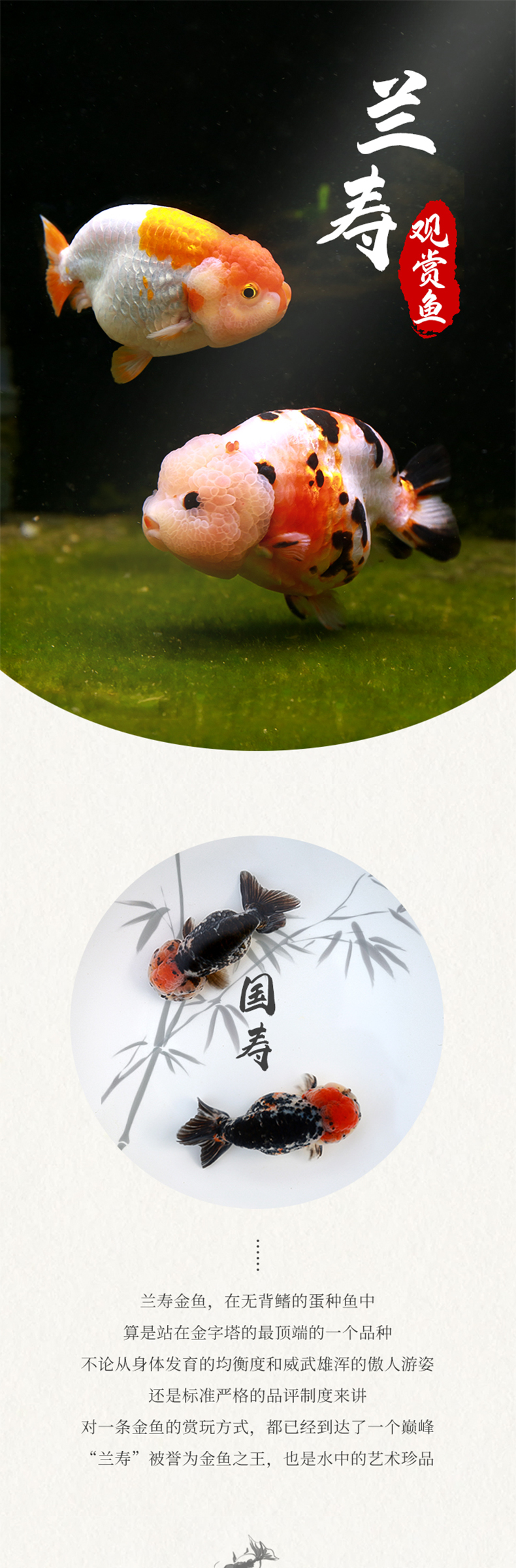 兰寿金鱼活体活物奶牛玉兔潘氏兰寿苗鱼淡水冷水观赏宠物鱼运输包活