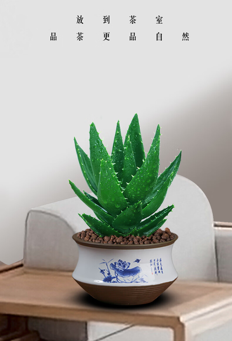 芦荟盆栽多肉植物室内仙人掌不夜城办公桌面小绿植盆景好养 芦荟-天青