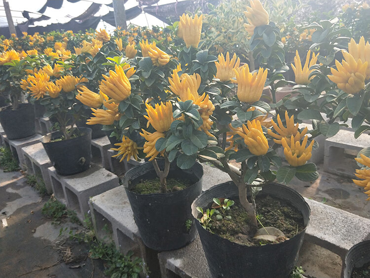 佛手苗佛手柑金华佛手盆栽千指小果无刺庭院阳台居室办公室景观 6年带