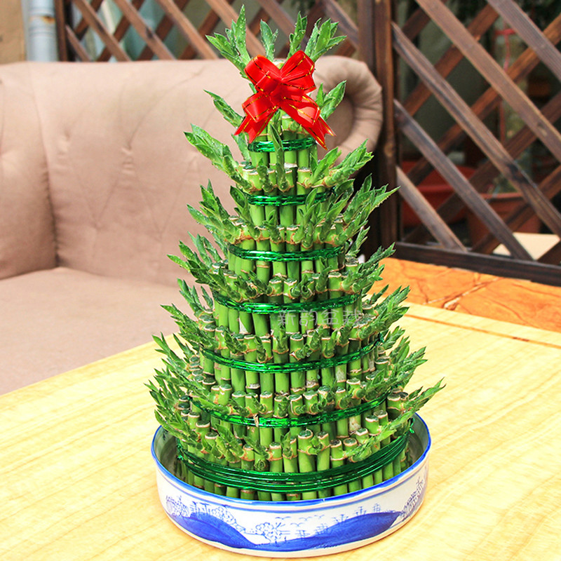 竹塔富贵竹盆栽节节高办公室内水培竹子水养植物步步高转运竹虎雀a