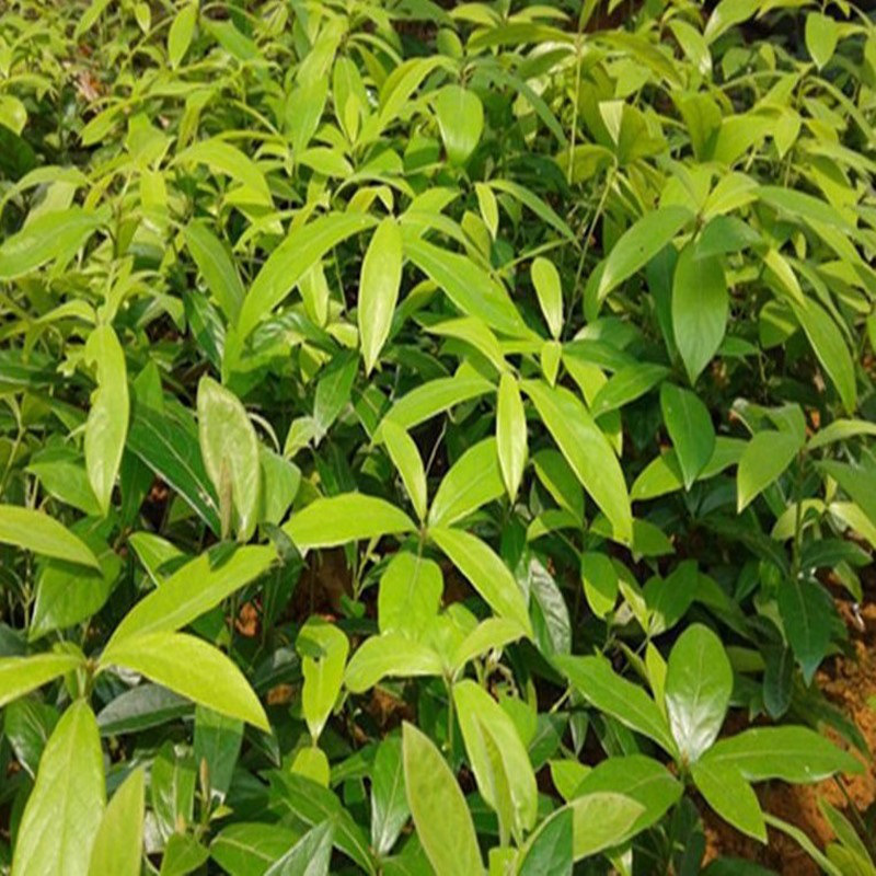 柒悦栖小叶紫檀树苗沉香苗印度小叶紫檀小苗菩提树苗金丝楠木苗绿化