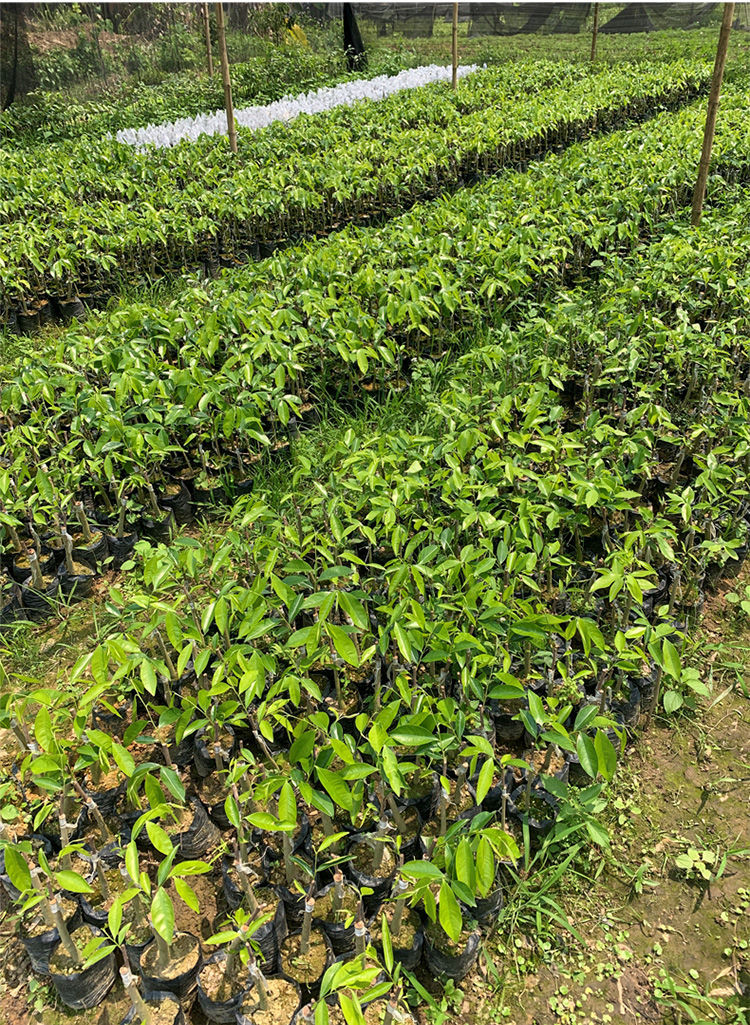 络咚棠轻奢白奇楠沉香苗一代母树嫁接包结香正宗沉香棋楠保结香高抖音