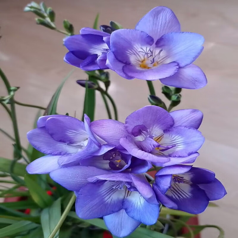 香雪兰种球浓香风信子小苍兰百合盆栽地栽耐寒植物当年开花玫红色5球