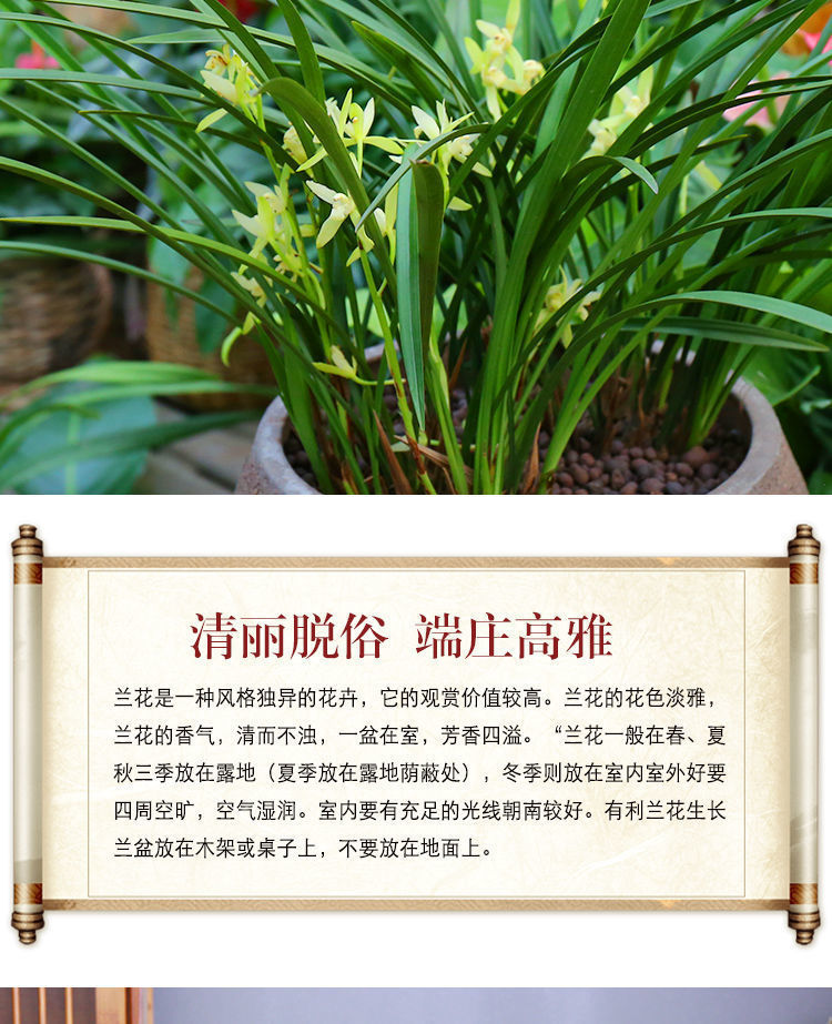 10031767000591商品名称:【精品绿植】大花苞兰花苗驱蚊浓香型兰花