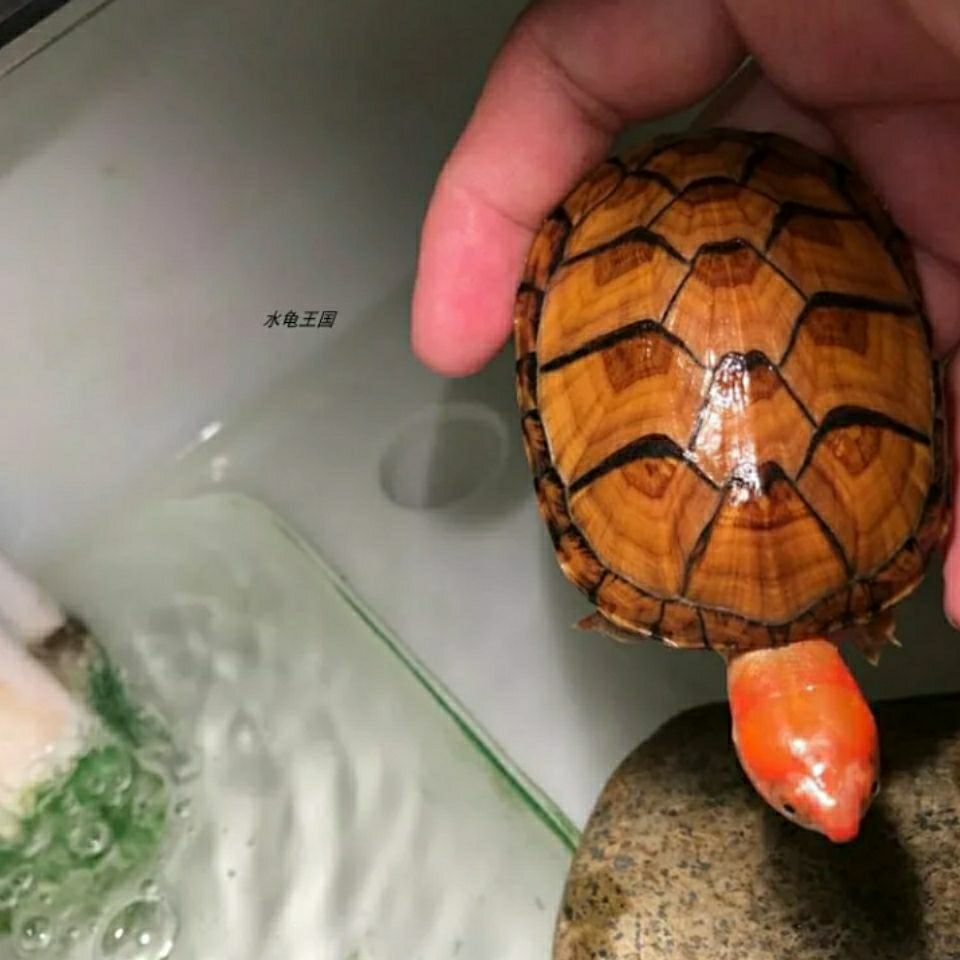 水龟王国乌龟活体进口红面蛋龟苗红脸蛋龟观赏龟好养深水龟宠物龟 红