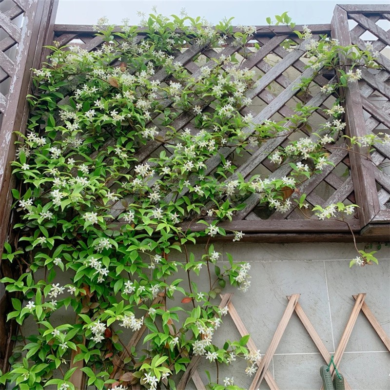 风车茉莉爬藤浓香型花卉盆栽长藤意大利络石藤四季常青开花易养活花苗