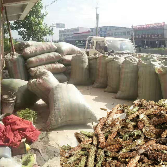 河南确山夏枯草中药材250g500g1000g牛低头麦穗夏枯草夏枯草500克