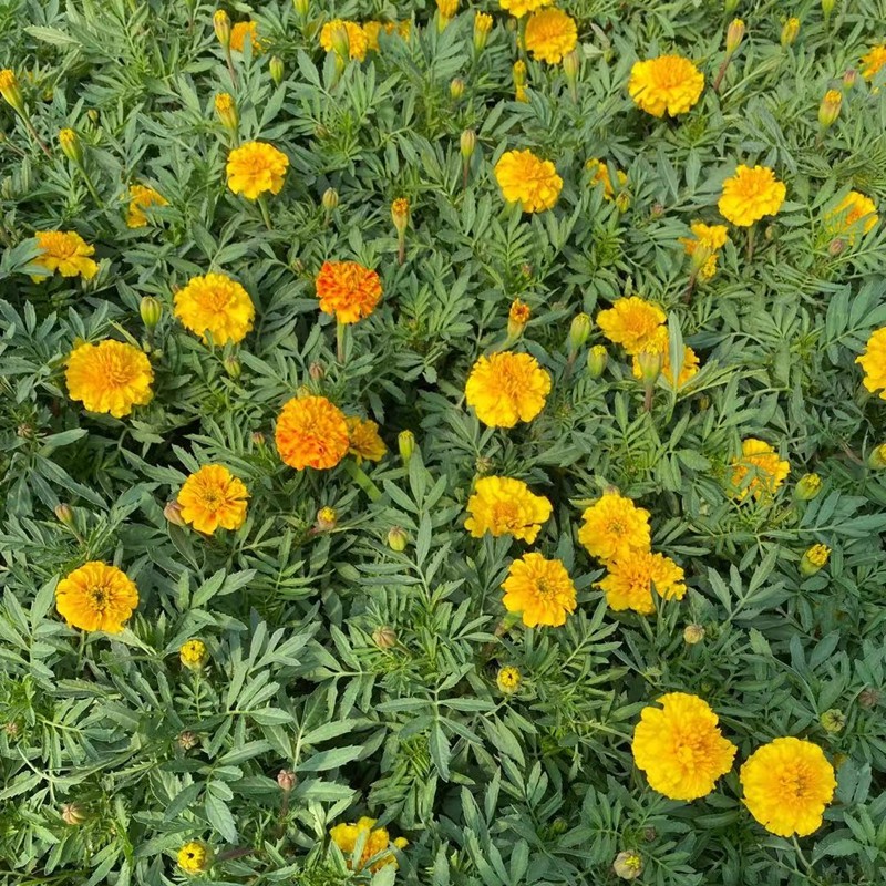 孔雀草矮生重瓣万寿菊带花庭院易活易种花卉盆栽四季开花植物孔雀草