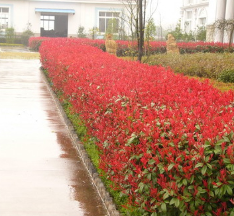 红叶石楠树苗小苗围墙绿篱植物高杆四季常青庭院绿化新品柱球 2米石楠