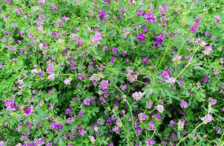 中梦紫花苜蓿草种子 多年生四季养殖 牧草种籽 喂猪牛羊鸡鸭鹅兔鱼草