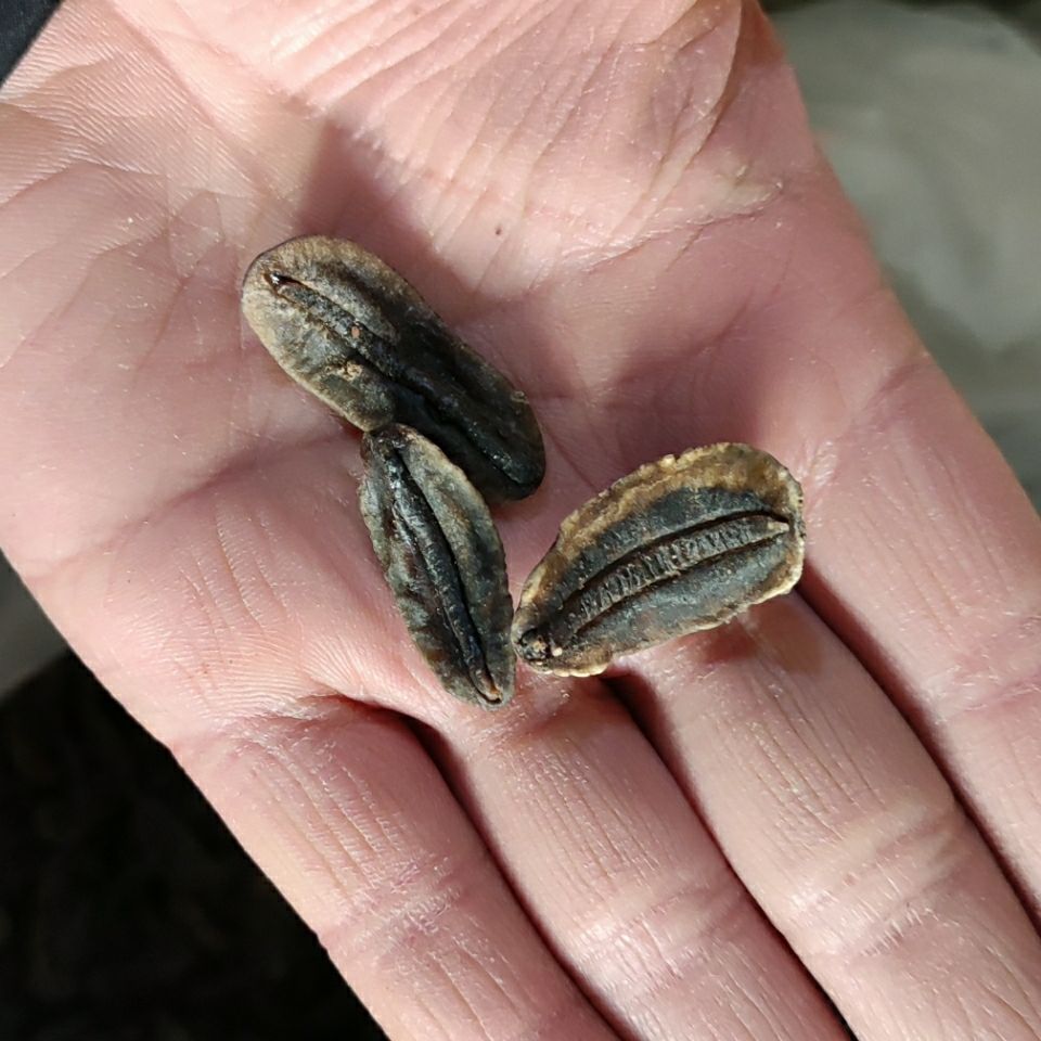 伟博鼻涕虫中药材蛞蝓水蜒蚰中药材鼻涕虫可磨粉蛞蝓干品土蜗 整个 50