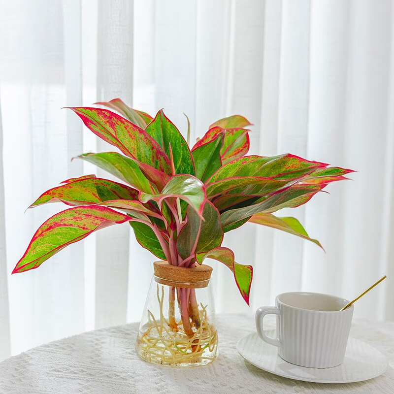 水培植物室内好养盆栽万年青银皇后办公室桌面四季常青绿植 万年红25