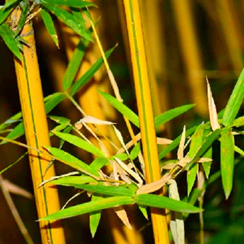 文人竹苗板桥竹杆子有竖纹观赏竹绿植老桩盆景竹1盆小琴丝竹盆栽2枝条