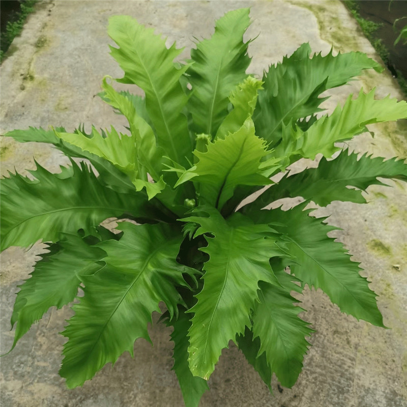 进口维纳斯蕨耐寒热能过冬的蕨类植物盆栽内室吸甲醛净化空气 蕾丝蕨