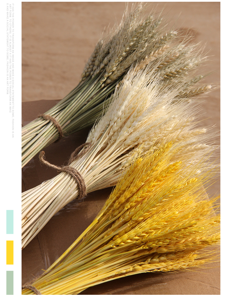 菁影居 脉秀麦穗干花金色天然小麦大麦花束桶开业花篮花瓶摄影插花