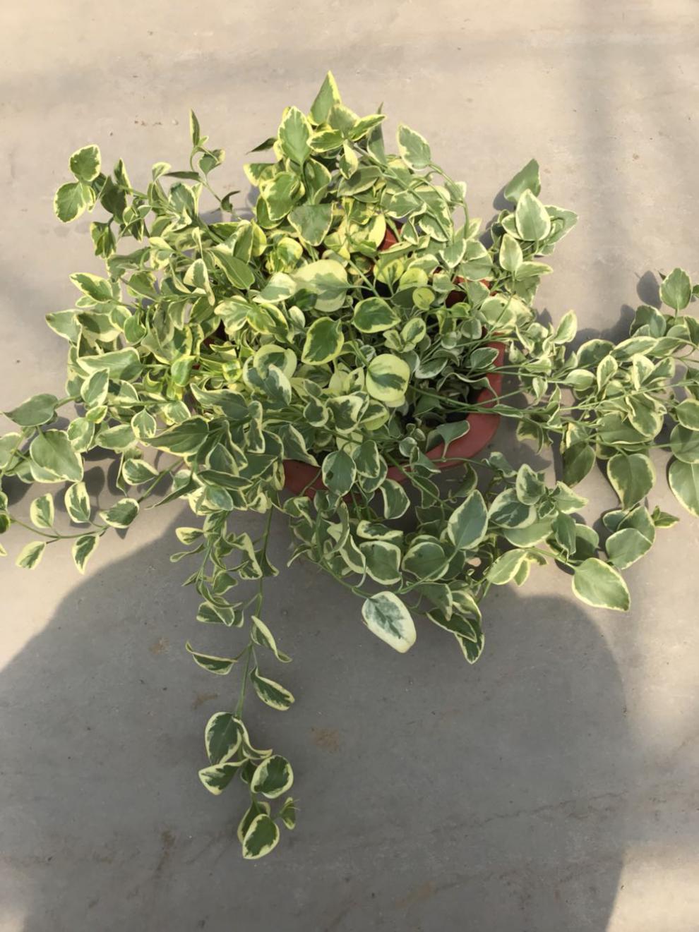 花叶蔓常春藤 花叶霹雳吊兰盆栽垂吊植物金边长青藤室内 复合肥9包 不