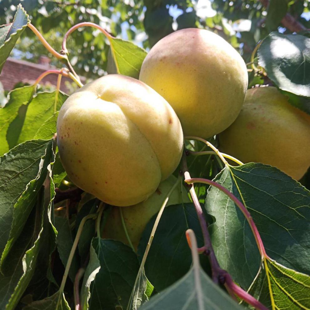 阳高大接杏山西大同大吉杏新鲜水果大黄杏京杏 现摘酸甜杏子 顺丰 5斤