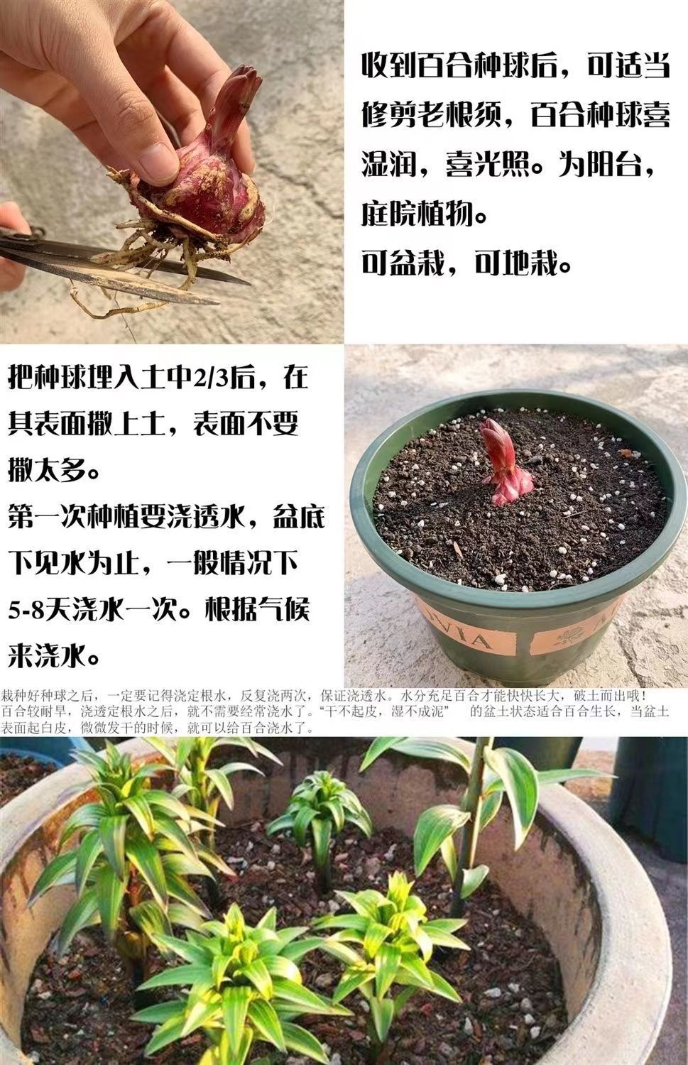 红百合盆栽耐热花卉耐寒大球香水球带进口多头百合浓香型种球种子红色