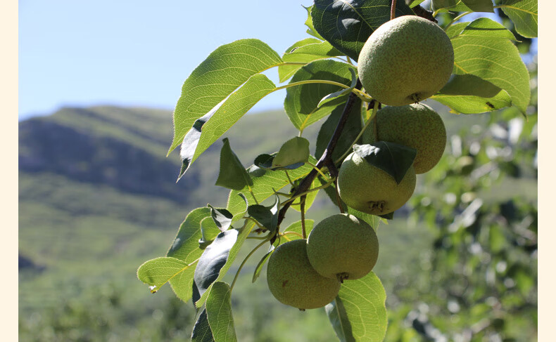 森菓山-河北唐山酸梨 遵化特产新鲜安梨细皮老酸梨可做酸梨汤安梨 3斤